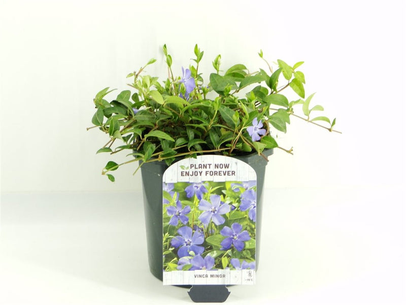 Vinca minor 2 Litre