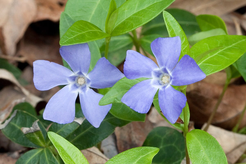 Vinca minor 2 Litre