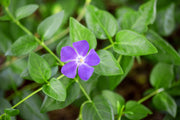 Lesser Periwinkle – Vinca minor