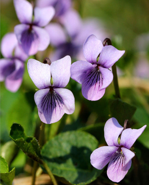 Viola palustris | Marsh Violet - P9