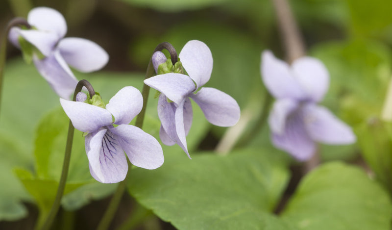 Viola palustris | Marsh Violet - P9