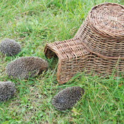 Esschert Hedgehog Shelter Basket