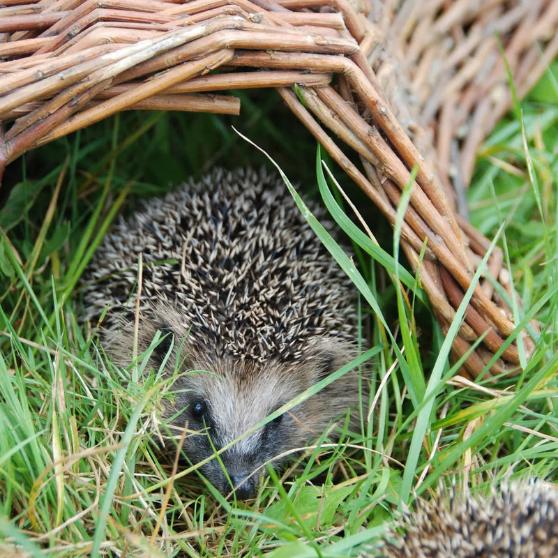 Esschert Hedgehog Shelter Basket