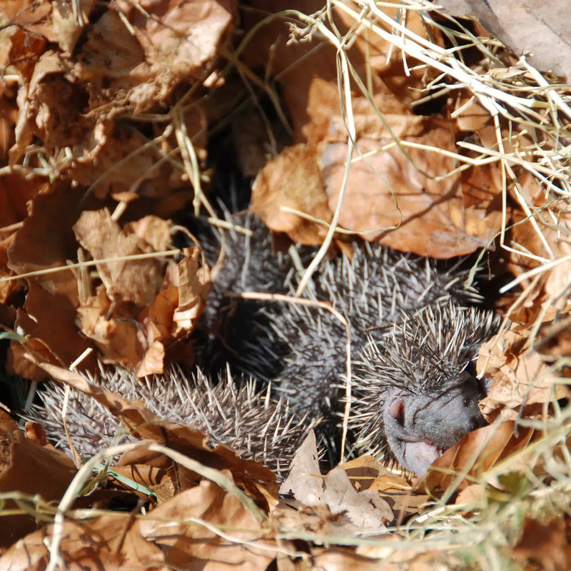 Esschert Hedgehog Shelter Basket
