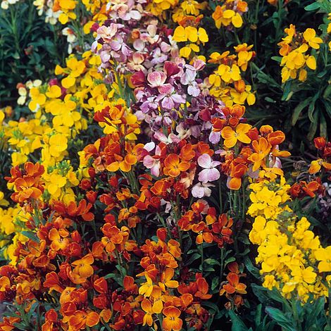 Wallflower 'My Fair Lady Mixed'