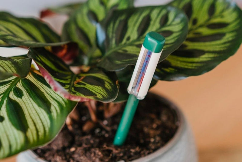 house plant water indicator Westland Houseplant Watering Indicator Stick