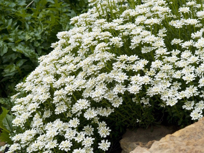 Iberis Whistler White 9cm