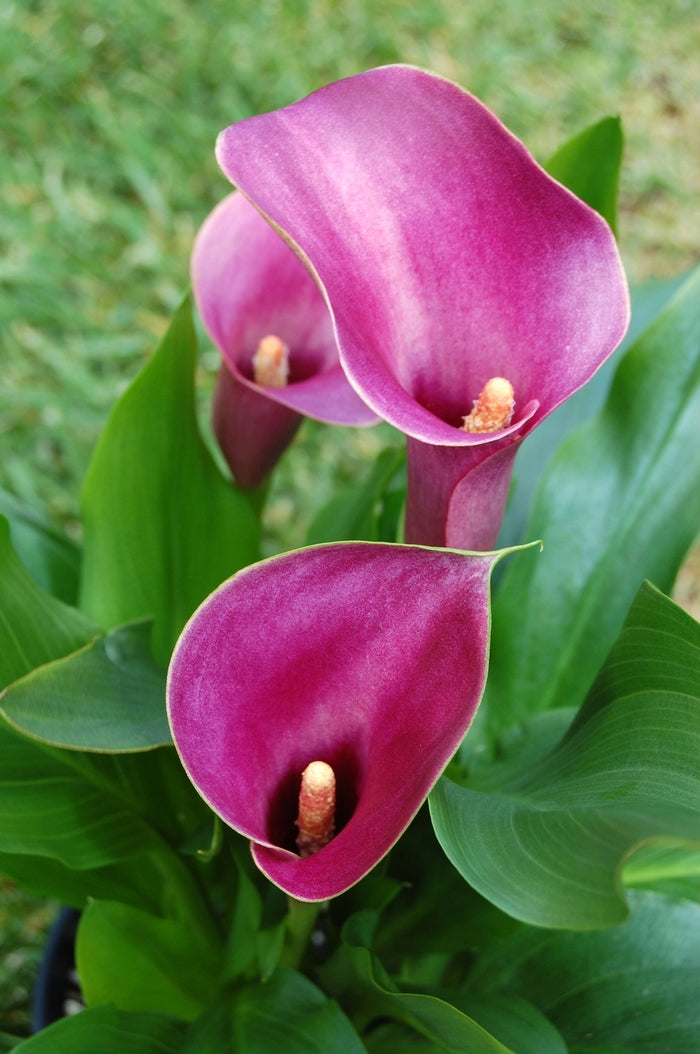 Calla 'Grape Velvet' (2 Litre)