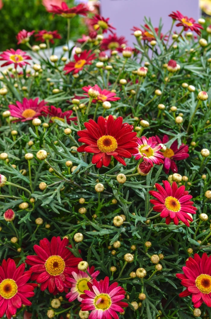 Argyranthemum 'Madeira Red' (2  Litre)
