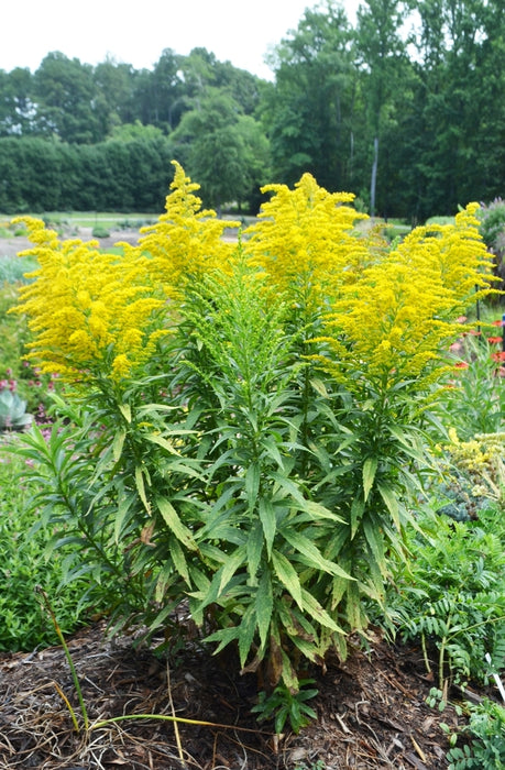 Solidago Canadensis 'Sweety' (2 Litre)