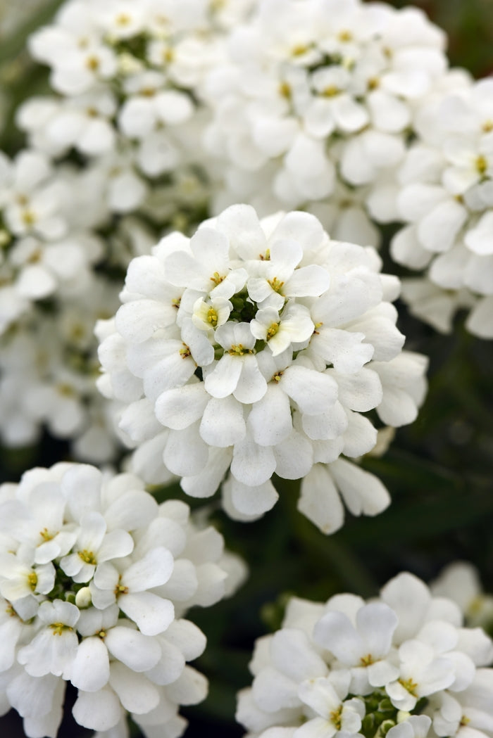 Iberis Whistler White 9cm