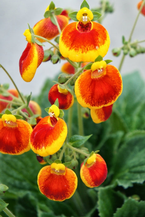 Calceolaria Red | Slipper Flowers
