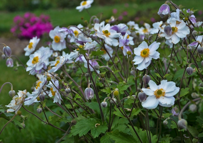 Anemone 'Dreaming Swan' | Japanese Anemone