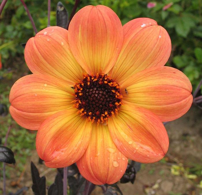 Dahlia 'Mystic Mood' Mix in Containers