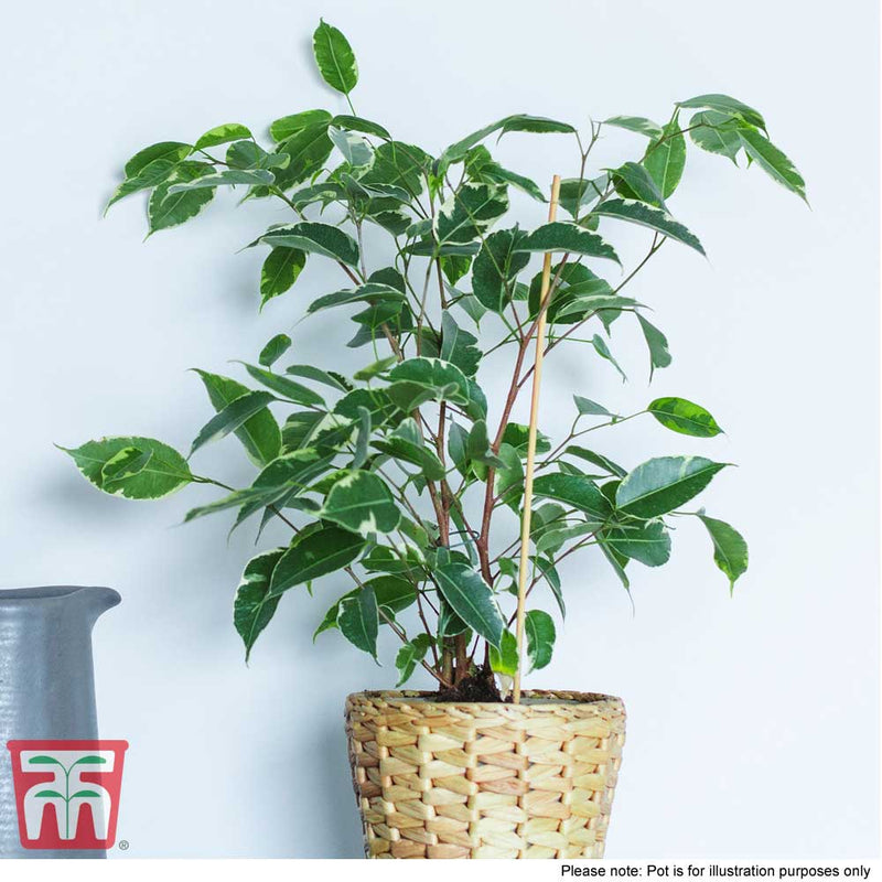Weeping Fig