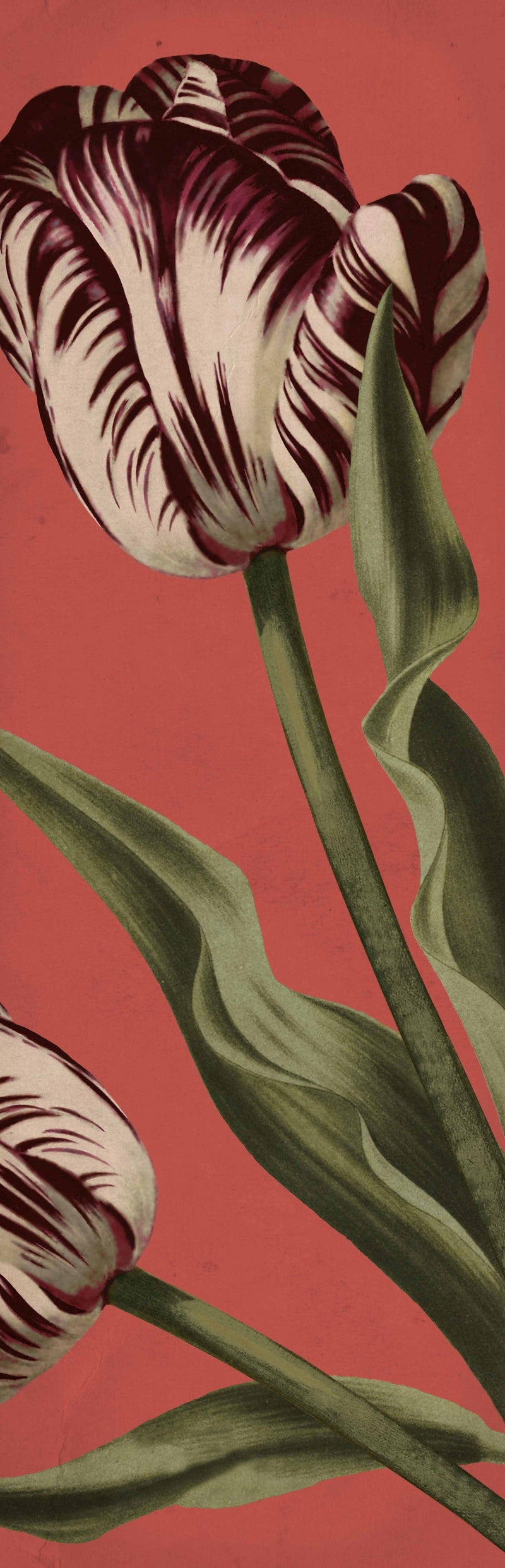 Wool Wrap Scarf - Tulip by Powder showing the botanical print