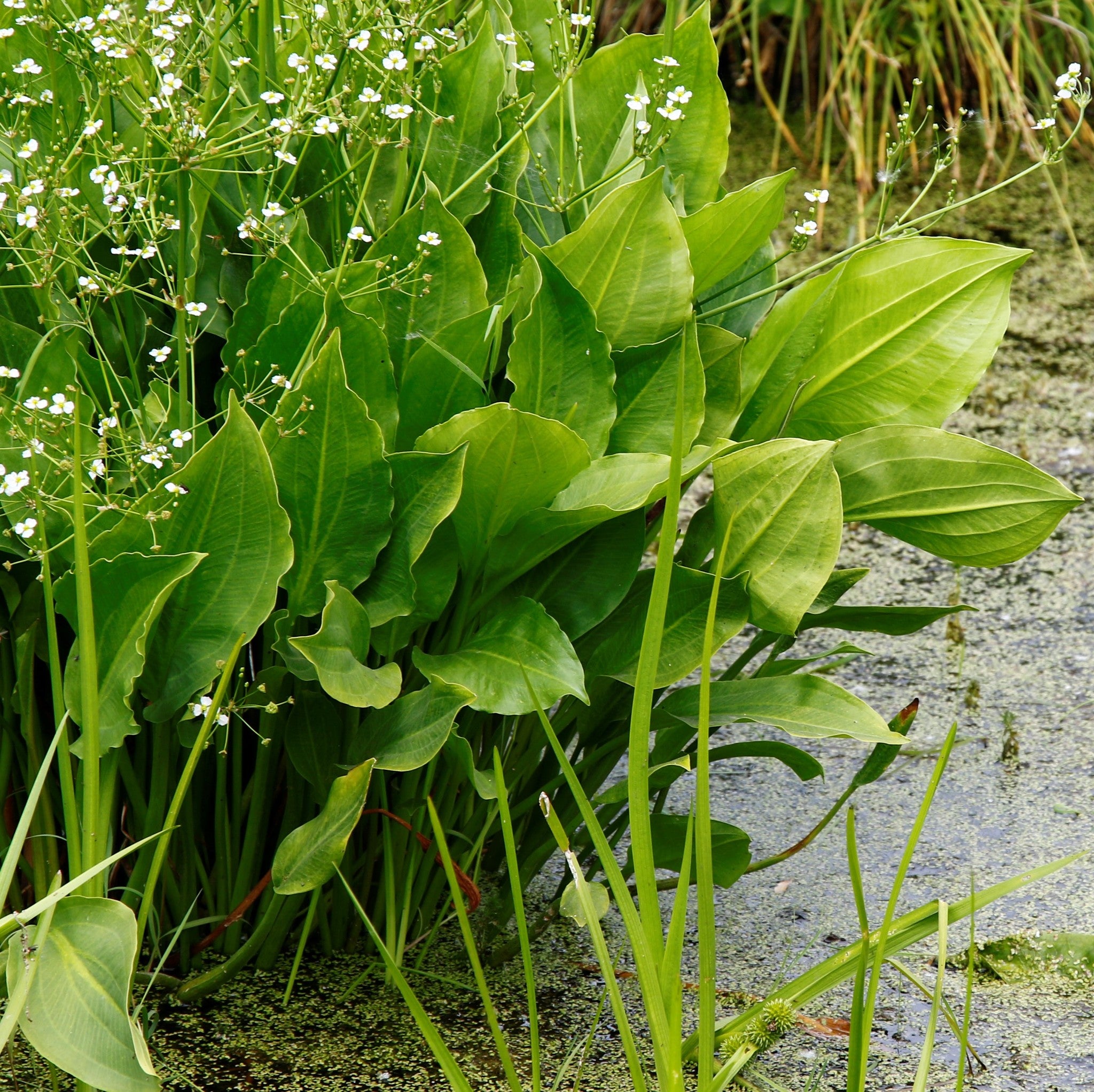 Water Plantain | Alisma plantago-aquatica P9 — Newlands Garden Centre