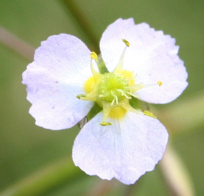 Water Plantain | Alisma plantago-aquatica P9