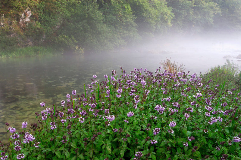Mentha Aquatica | Water Mint P9