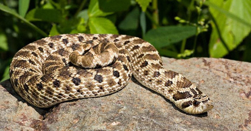 Hognose Snake Western