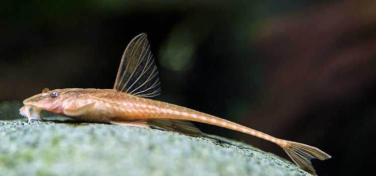 Whip Tail Catfish
