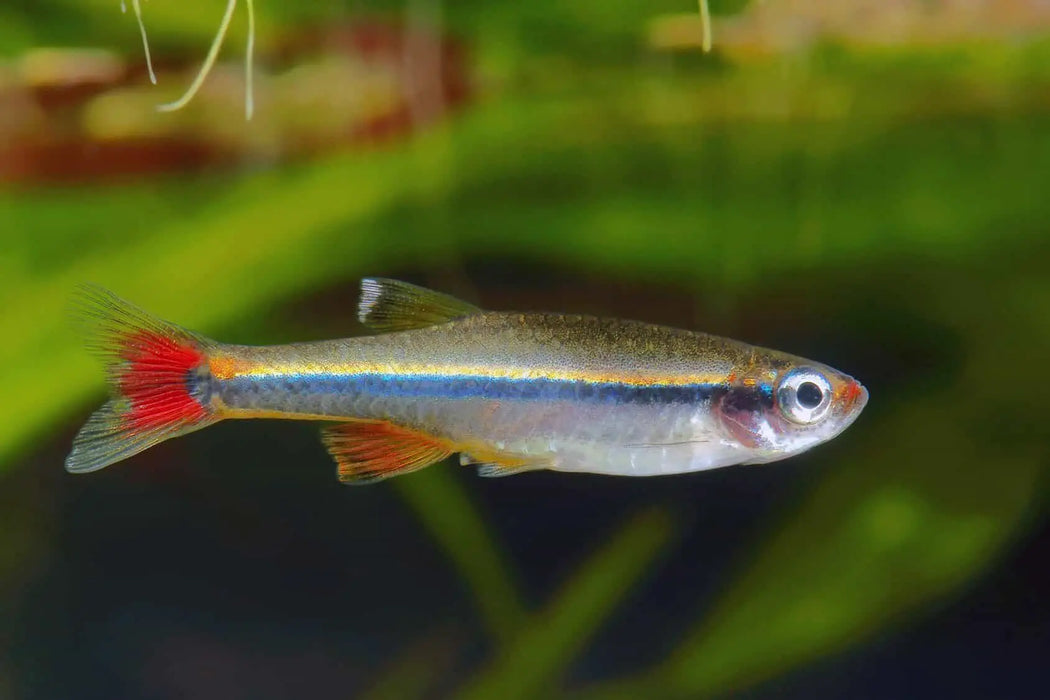 White Cloud Mountain Minnow (XL) — Newlands Garden Centre