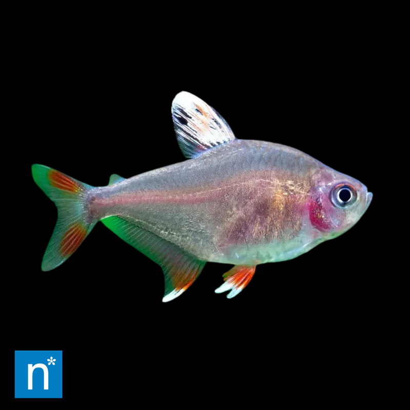 White-Fin Ornate Tetra | Hyphessobrycon bentosi