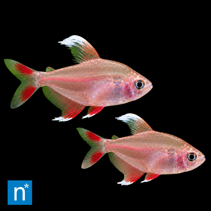 White-Fin Ornate Tetra | Hyphessobrycon bentosi