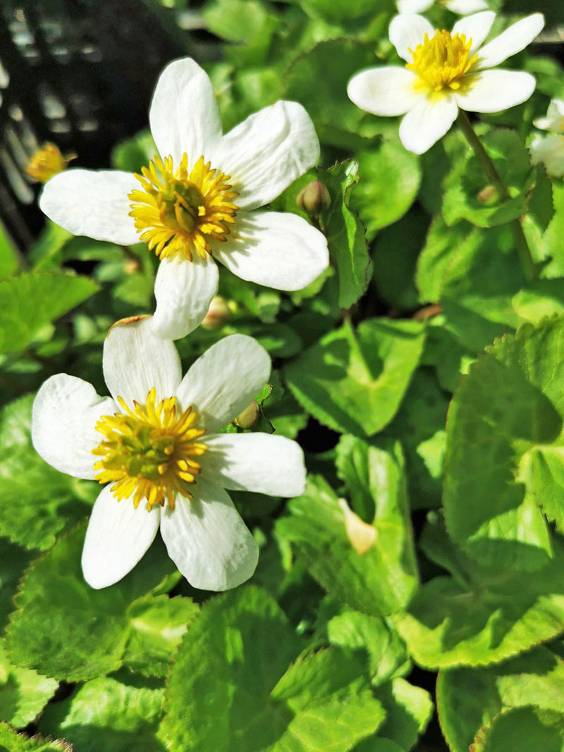 Caltha Palustris Alba | White Marsh Marigold P9