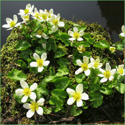 Caltha Palustris Alba | White Marsh Marigold P9