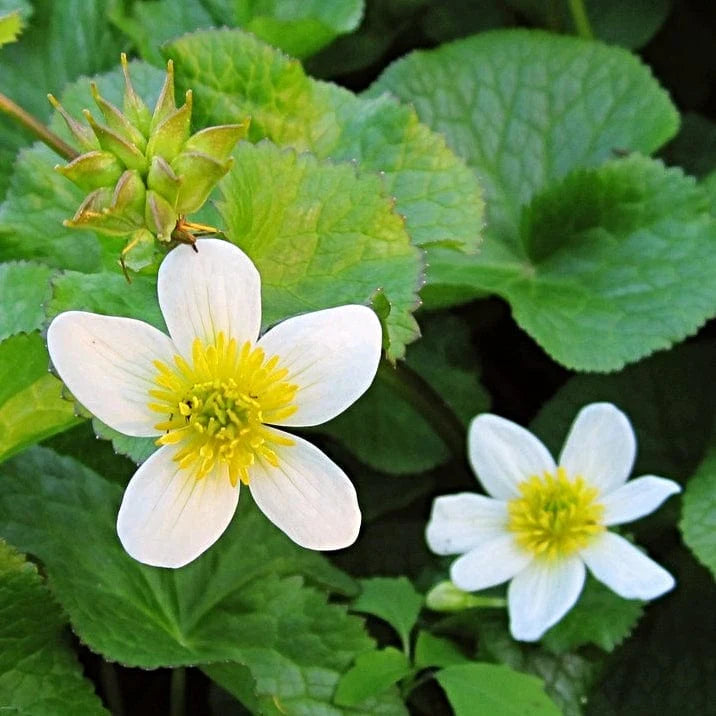 Caltha Palustris Alba | White Marsh Marigold P9