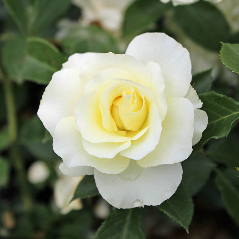 White Meilove Floribunda Rose 4.5 Litre