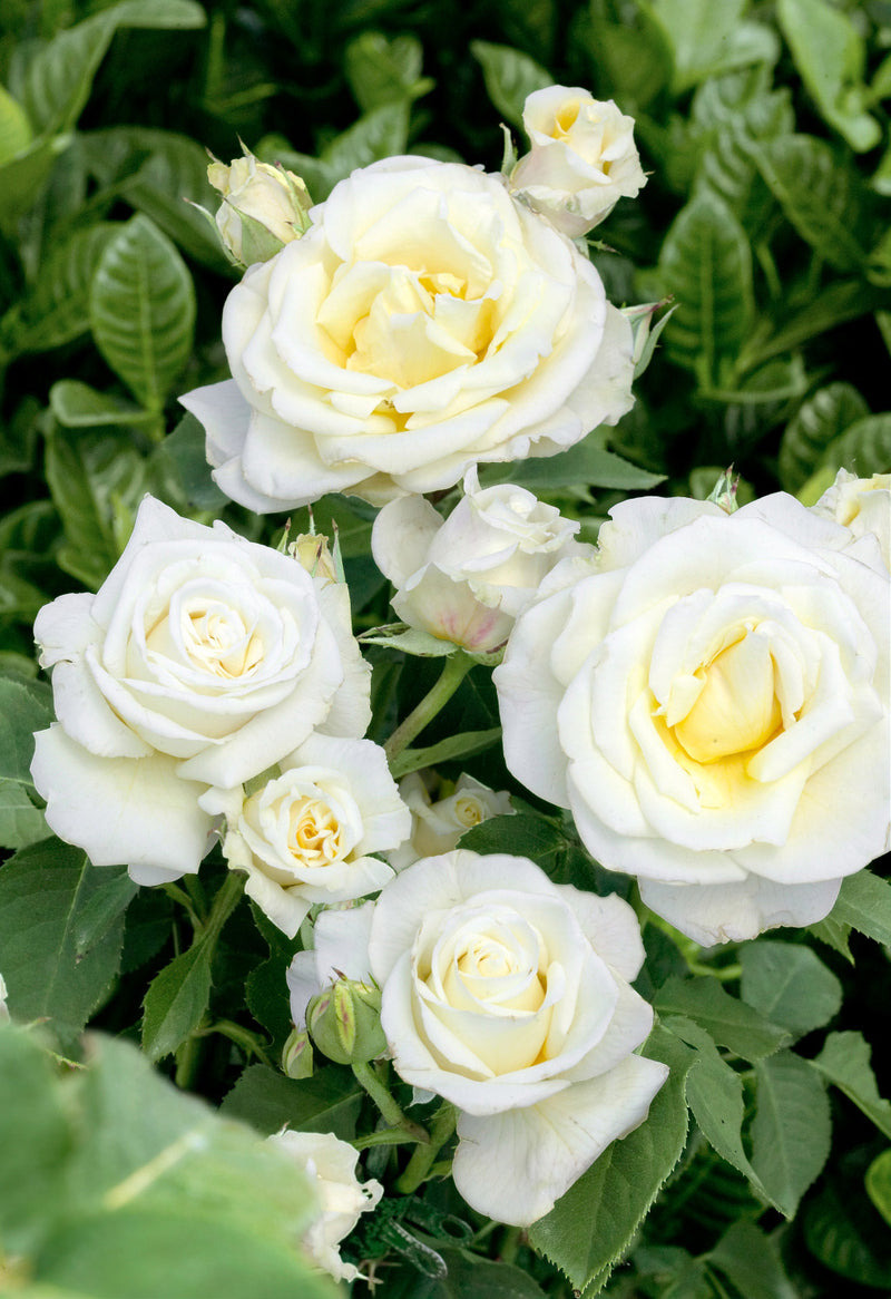 White Meilove Floribunda Rose 4.5 Litre