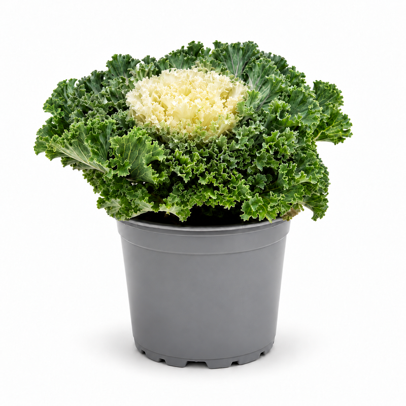 Ornamental Cabbage White | Brassica oleracea (10.5 cm Pot)