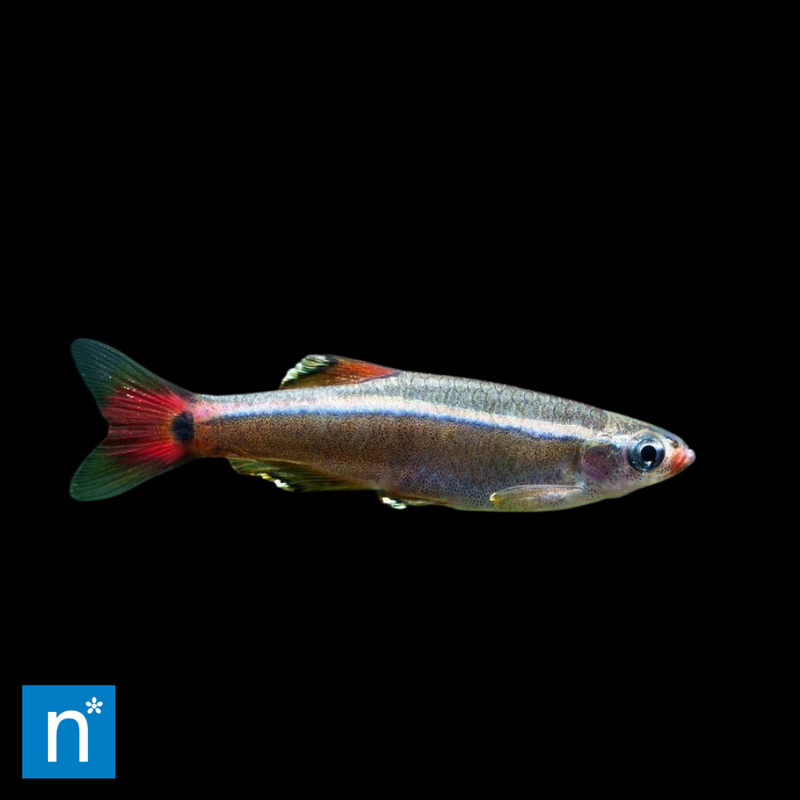 White Cloud Mountain Minnow | Tanichthys albonubes (1.5–2cm)