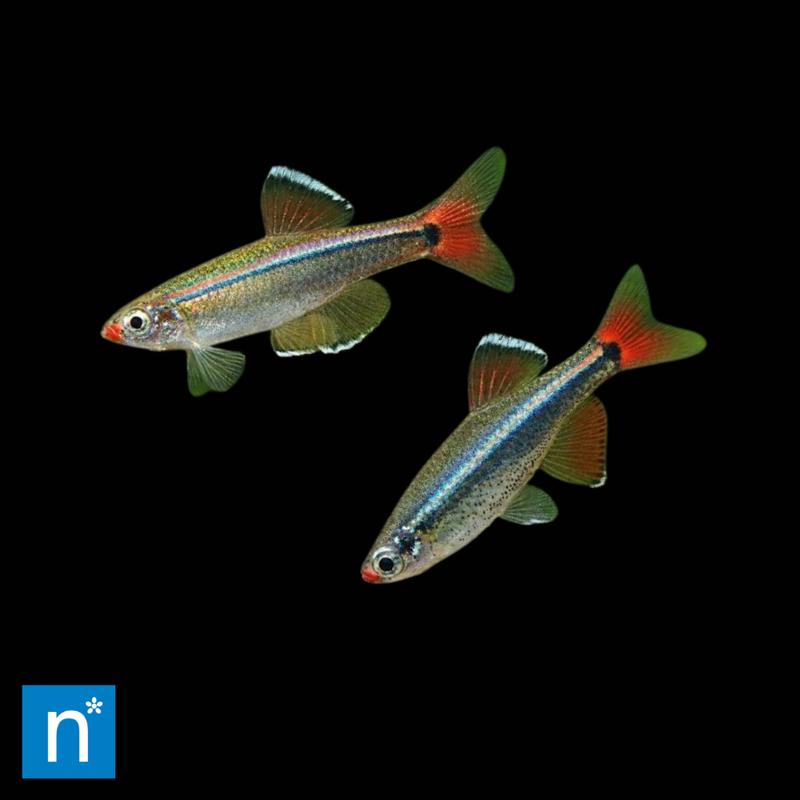 White Cloud Mountain Minnow | Tanichthys albonubes (1.5–2cm)