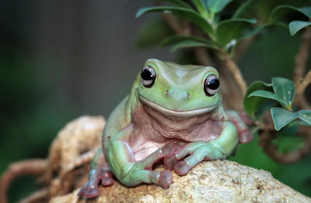 White's Tree Frog