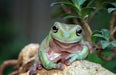 White's Tree Frog