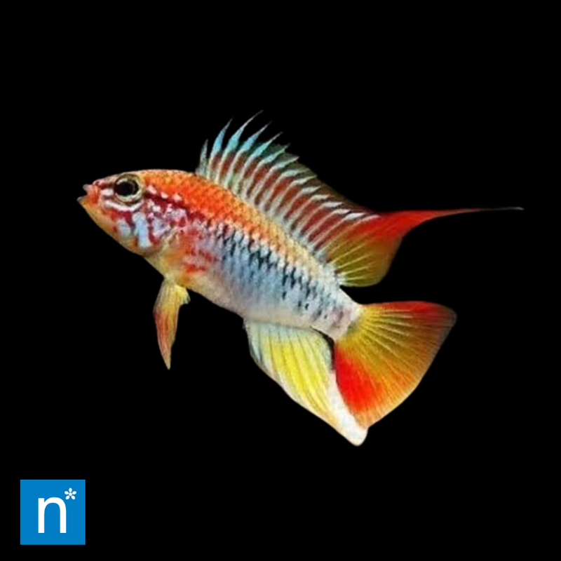 Wilhelm's Dwarf Cichlid | Apistogramma wilhelmi