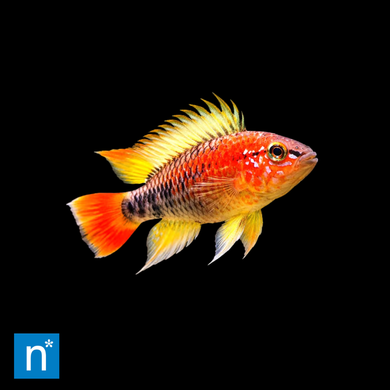 Wilhelm's Dwarf Cichlid | Apistogramma wilhelmi