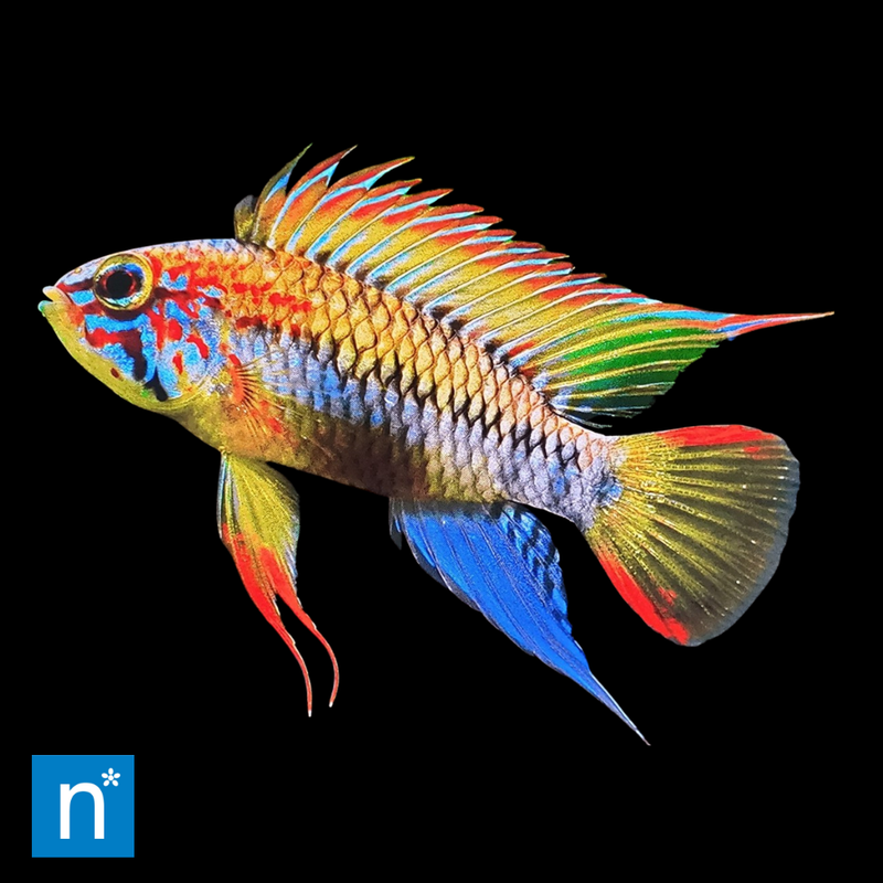 Wilhelm's Dwarf Cichlid | Apistogramma wilhelmi