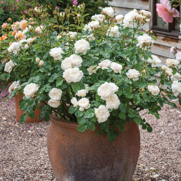 William and Catherine David Austin Fragrant Rose 6L