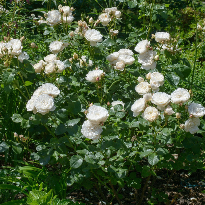 William and Catherine David Austin Fragrant Rose 6L