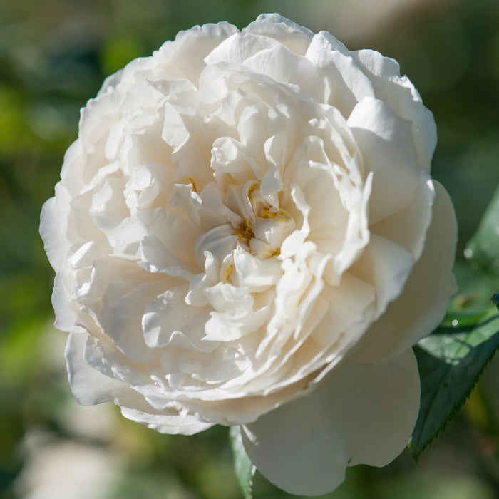 William and Catherine David Austin Fragrant Rose 6L