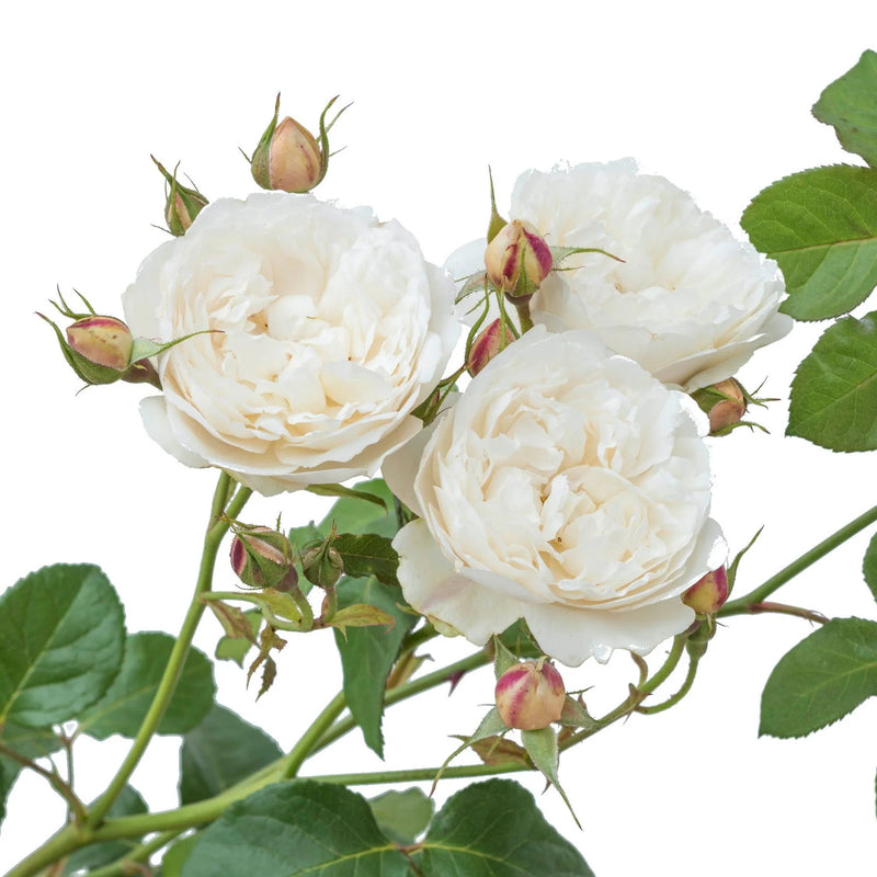 William and Catherine David Austin Fragrant Rose 6L