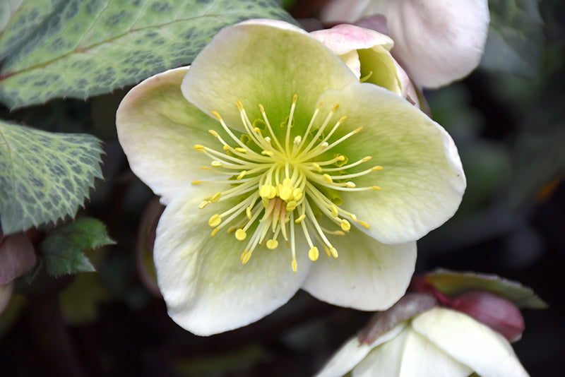 Helleborus `Winter Moonbeam` | | Lenten Rose 2L