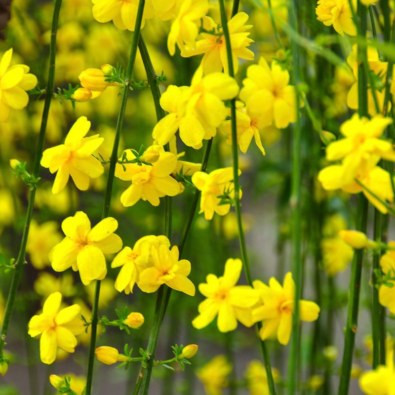 Winter Jasmine | Jasminum nudiflorum (3 Litre)
