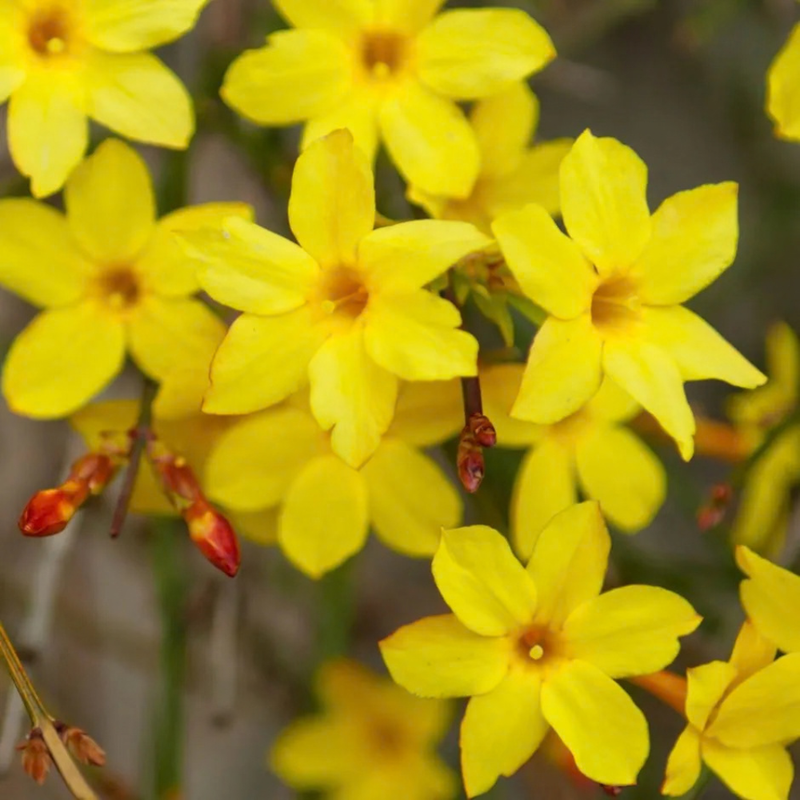 Winter Jasmine | Jasminum nudiflorum (3 Litre)