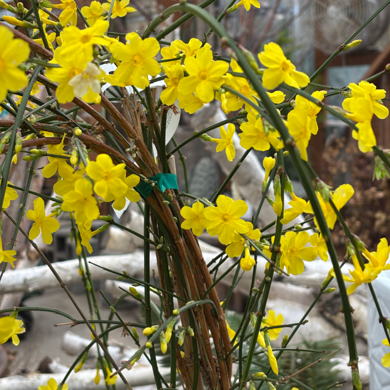 Winter Jasmine | Jasminum nudiflorum (3 Litre)