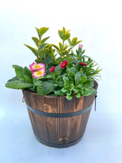 Wooden Planted Brown or Grey Barrell with Seasonal Colour